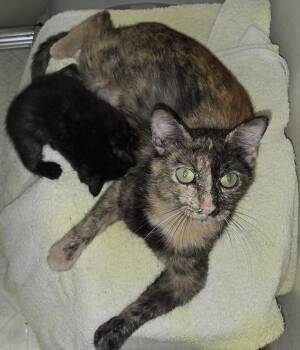Domestic Short Hair Cats Available for Adoption in Fort Collins, Colorado - Tortilla | PetCurious