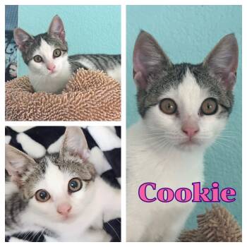 Cookie -  Domestic Short Hair Cat for Adoption in Hollister, California - Cookie | PetCurious
