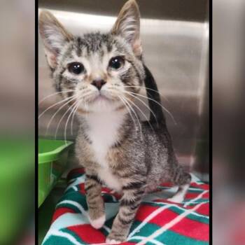 Domestic Short Hair Cats Available for Adoption - Trespass | PetCurious