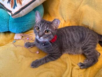 Rescue Domestic Short Hair Cats for Adoption in Sykesville, Maryland - Alexis | PetCurious