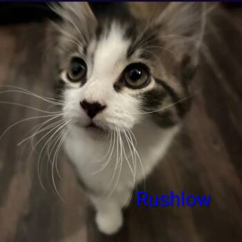 Rushlow -  Maine Coon and Domestic Long Hair Cat for Adoption in Carmel, Indiana - Rushlow | PetCurious
