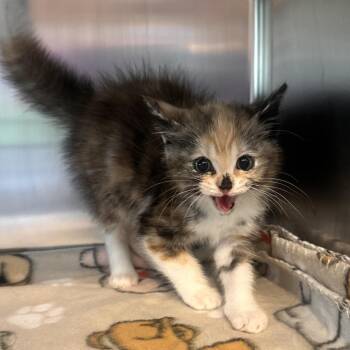 Domestic Long Hair Cats Available for Adoption in Rocky Mount, Virginia - Thalia | PetCurious