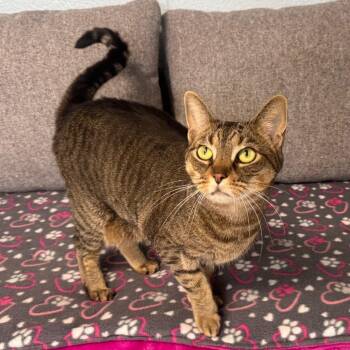 Ice Spice -  Domestic Short Hair Cat for Adoption - Ice Spice | PetCurious