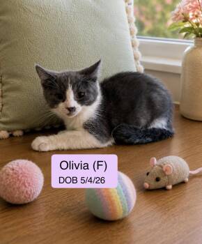 Olivia -  Domestic Short Hair Cat for Adoption in Vacaville, California - Olivia | PetCurious