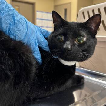 Domestic Short Hair Cats Available for Adoption in Birmingham, Alabama - Jamal | PetCurious