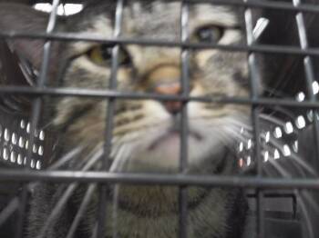 Domestic Short Hair Cats Available for Adoption in Omaha, Nebraska - VLAD | PetCurious