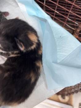 Domestic Short Hair Cats Available for Adoption in Houston, Texas - SARAH | PetCurious