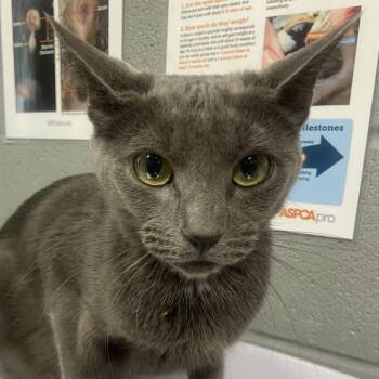 Jinx -  Domestic Short Hair Cat for Adoption in Allentown, Pennsylvania - Jinx | PetCurious