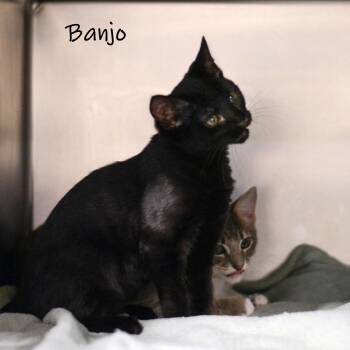 Banjo -  Domestic Short Hair Cat for Adoption in Watkinsville, Georgia - Banjo | PetCurious