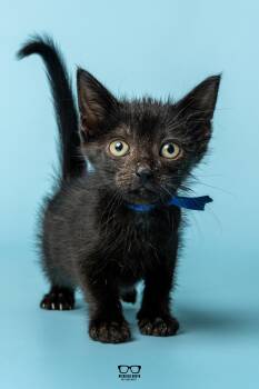Lima -  Domestic Short Hair Cat for Adoption in Hoffman Estates, Illinois - Lima | PetCurious