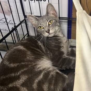 Hazel -  Domestic Short Hair Cat for Adoption in Folsom, Louisiana - Hazel | PetCurious