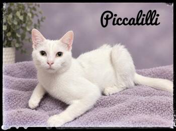 Piccalilli -  Domestic Short Hair Cat for Adoption in El Cajon, California - Piccalilli | PetCurious