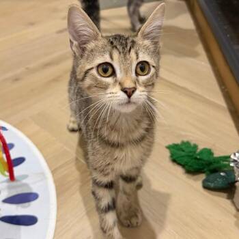Tofu -  Domestic Short Hair Cat for Adoption in Jupiter, Florida - Tofu | PetCurious
