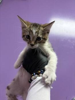 61383894 -  Domestic Short Hair Cat for Adoption in El Paso, Texas - 61383894 | PetCurious