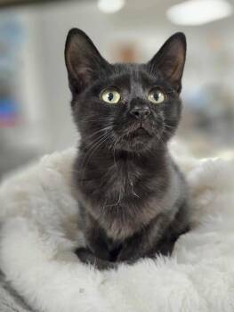 Rescue Domestic Short Hair Cats for Adoption in Thurmont, Maryland - Gucci | PetCurious