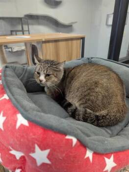 Domestic Short Hair Cats Available for Adoption - CAROLINA | PetCurious