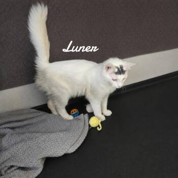 Domestic Medium Hair Cats Available for Adoption in Naugatuck, Connecticut - Luner | PetCurious