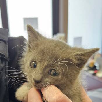 Rescue Domestic Short Hair Cats for Adoption in Branson, Missouri - Octopus | PetCurious