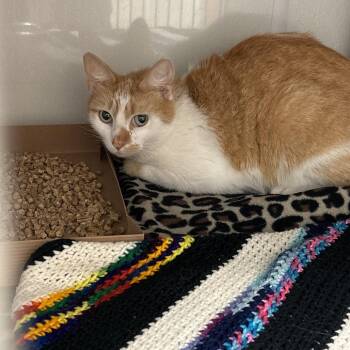 Domestic Short Hair Cats Available for Adoption in Edinburg, Texas - Suzie | PetCurious