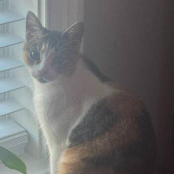 Domestic Short Hair Cats Available for Adoption in Montgomery, Alabama - Chloe | PetCurious