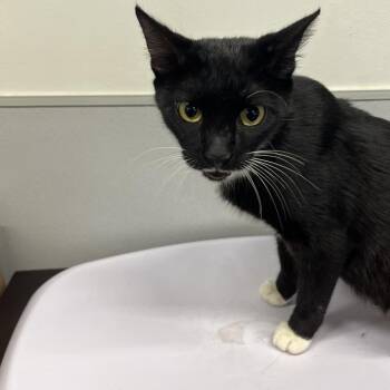 Melissa -  Domestic Short Hair Cat for Adoption in Tampa, Florida - Melissa | PetCurious