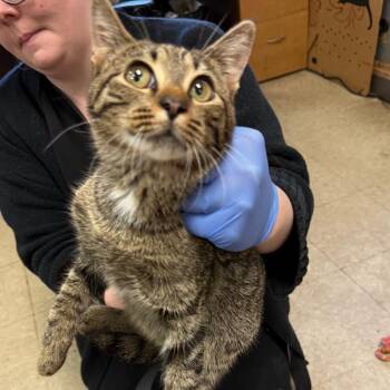 Flash -  Domestic Medium Hair Cat for Adoption in Birmingham, Alabama - Flash | PetCurious