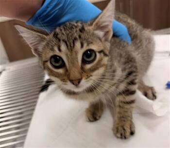 SHINOBU -  Domestic Short Hair Cat for Adoption in Baytown, Texas - SHINOBU | PetCurious
