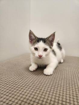 Horseradish -  Domestic Short Hair and Tabby Cat for Adoption in Westfield, Wisconsin - Horseradish | PetCurious