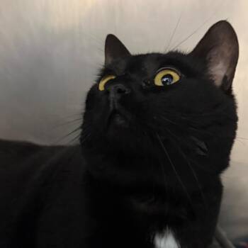 Scarlett -  American Shorthair Cat for Adoption in Troy, Virginia - Scarlett | PetCurious