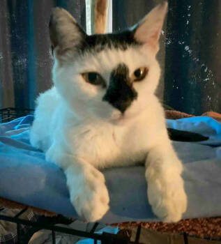 Rescue Domestic Short Hair Cats for Adoption in Groveland, Massachusetts - Smudge | PetCurious