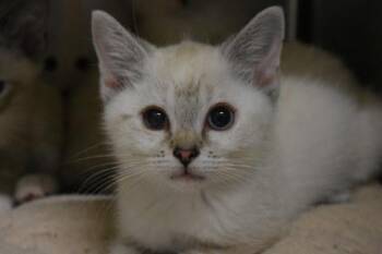 Sagwa -  Siamese and Domestic Short Hair Cat for Adoption in Kansas City, Missouri - Sagwa | PetCurious