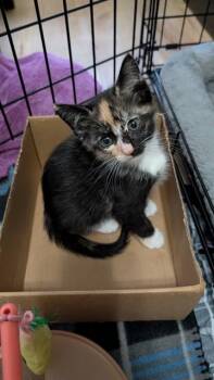 A383313 -  Domestic Short Hair Cat for Adoption in Ocala, Florida - A383313 | PetCurious