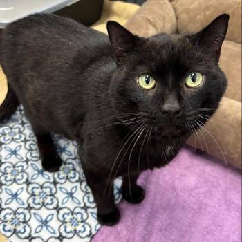 Domestic Short Hair Cats Available for Adoption - Mike | PetCurious