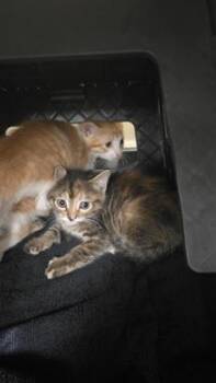 Traffic Cone -  Domestic Short Hair Cat for Adoption in Wichita, Kansas - Traffic Cone | PetCurious