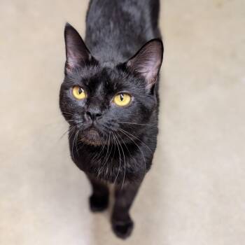 Mia -  Domestic Short Hair Cat for Adoption in Hanson, Massachusetts - Mia | PetCurious