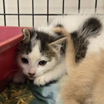Sage 26-151 -  Domestic Medium Hair Cat Available for Adoption in Tawas City, Michigan - Sage 26-151 | PetCurious