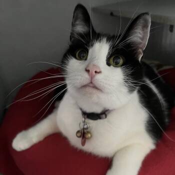 Doodle -  Domestic Short Hair Cat for Adoption in Sarasota, Florida - Doodle | PetCurious
