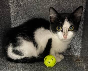 Perry -  Domestic Short Hair Cat for Adoption in Henderson, North Carolina - Perry | PetCurious