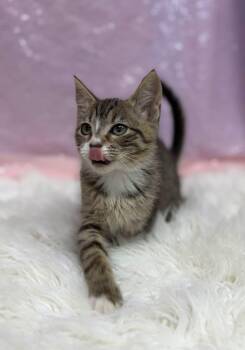 Screwdriver -  Domestic Short Hair Cat for Adoption in Clarkesville, Georgia - Screwdriver | PetCurious