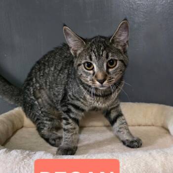 0726-214 Pecan -  Domestic Short Hair Cat for Adoption in Abingdon, Maryland - 0726-214 Pecan | PetCurious