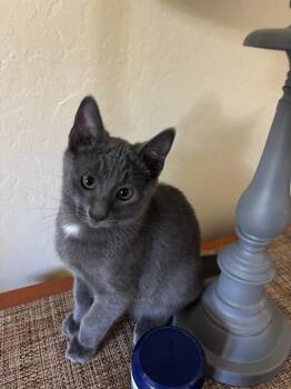 Chasen -  Domestic Short Hair Cat for Adoption in Vacaville, California - Chasen | PetCurious