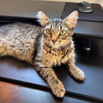 Rescue Domestic Short Hair Cats for Adoption in Buffalo, Minnesota - Shindig | PetCurious