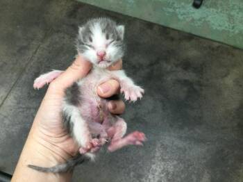 A1879408 -  Domestic Short Hair Cat for Adoption in Thousand Palms, California - A1879408 | PetCurious