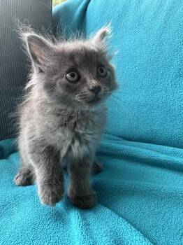 Birdie -  Russian Blue and Domestic Medium Hair Cat for Adoption in Buford, Georgia - Birdie | PetCurious
