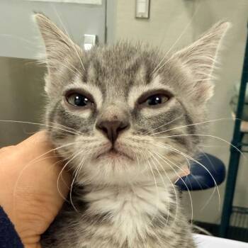 Sage -  Domestic Short Hair Cat for Adoption in Las Cruces, New Mexico - Sage | PetCurious