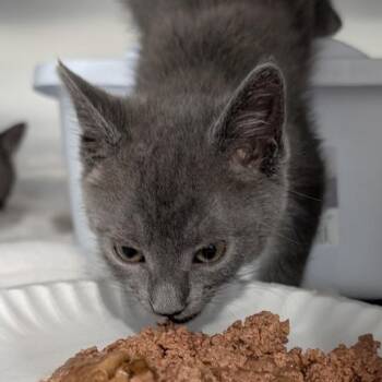 Fred -  Domestic Short Hair Cat for Adoption in Reisterstown, Maryland - Fred | PetCurious