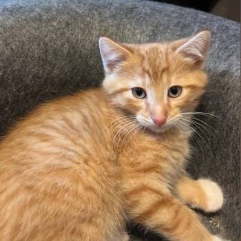 Scone -  Domestic Short Hair Cat for Adoption in Dekalb, Illinois - Scone | PetCurious