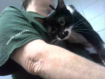 CAKE -  Domestic Short Hair Cat for Adoption in Tallahassee, Florida - CAKE | PetCurious