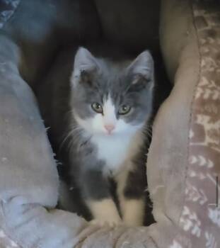 Domestic Short Hair Cats Available for Adoption - Sardine | PetCurious