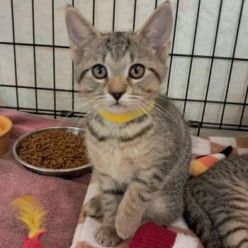 Posey -  Domestic Short Hair Cat for Adoption in Concord, New Hampshire - Posey | PetCurious